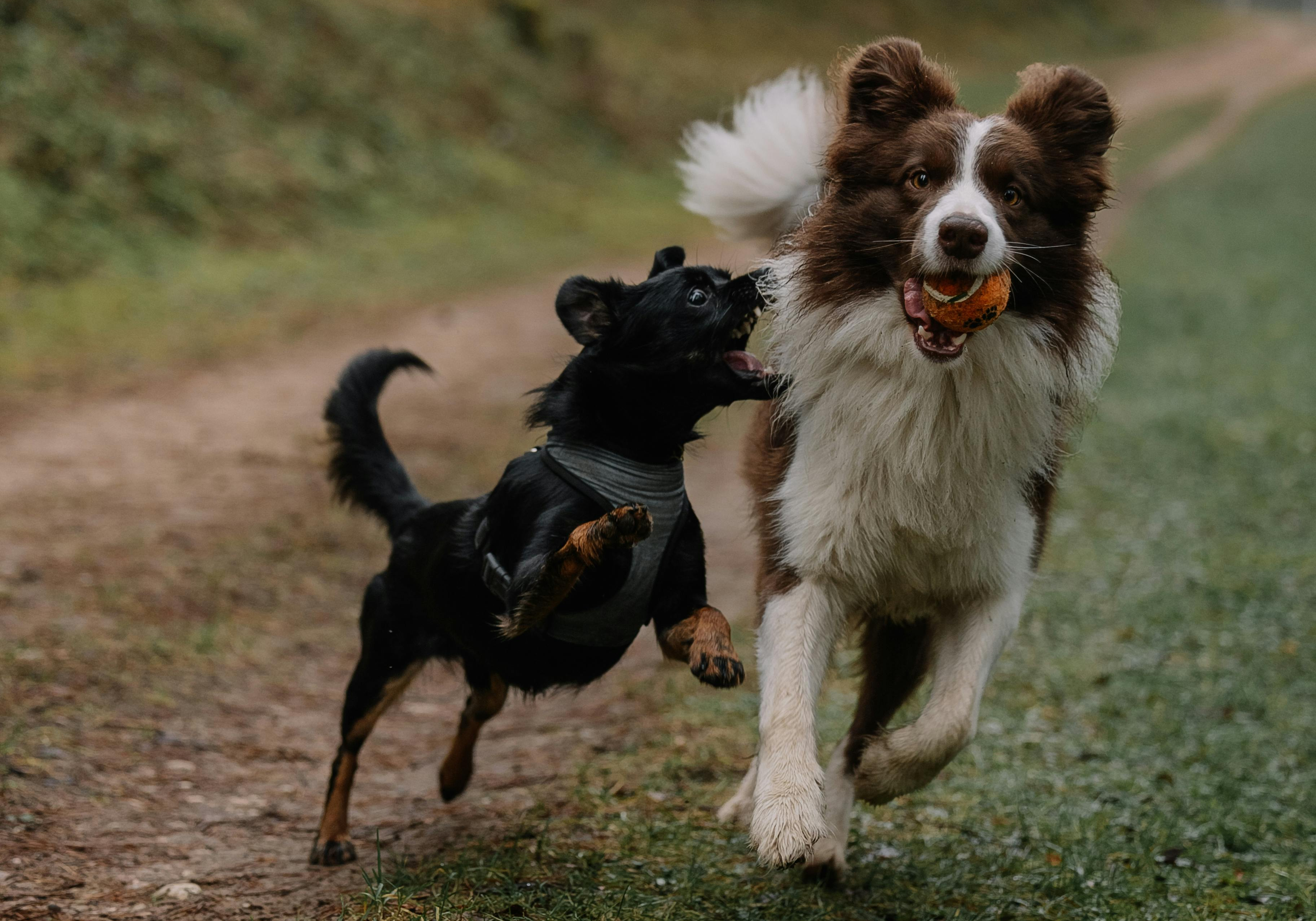 Derbyshire dog walking ideas