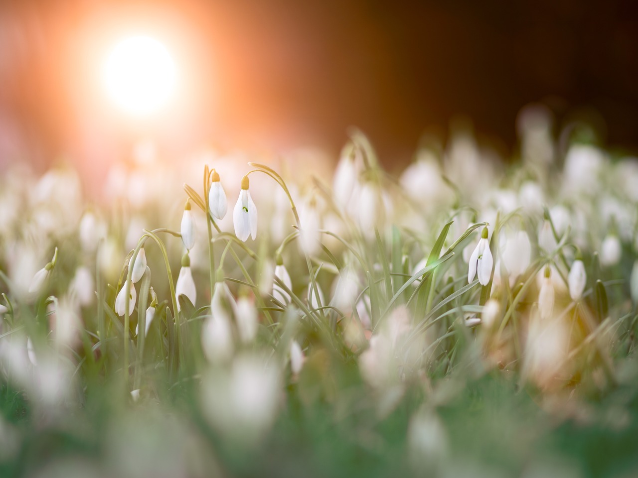 Stunning spots to see snowdrops in Derbyshire
